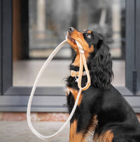 Herdwick Dog Leash