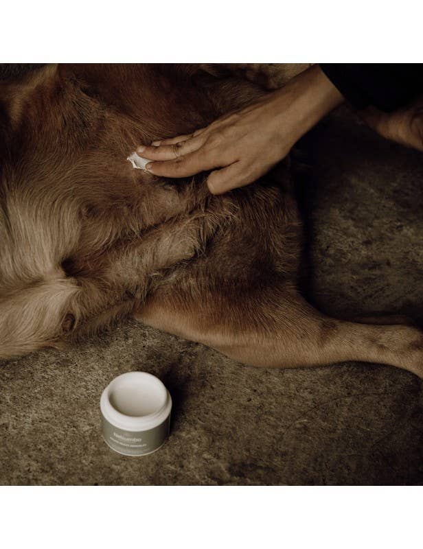 Sensitive and Healing Dog Skin Balm