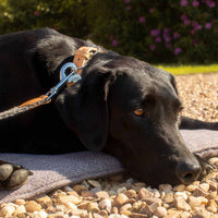 Herdwick Dog Collar