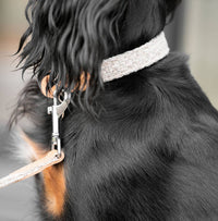 Herdwick Dog Collar