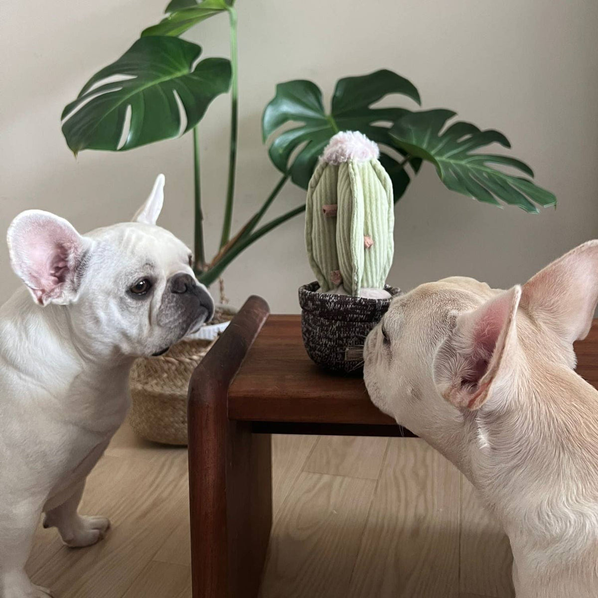 Cactus Dog Toy