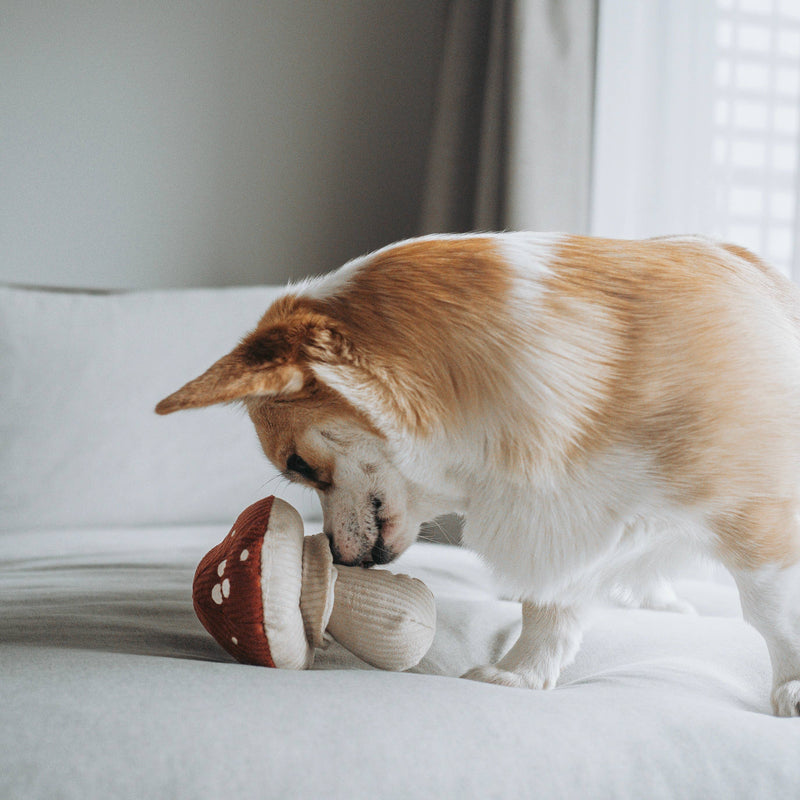 Shroom Dog Toy