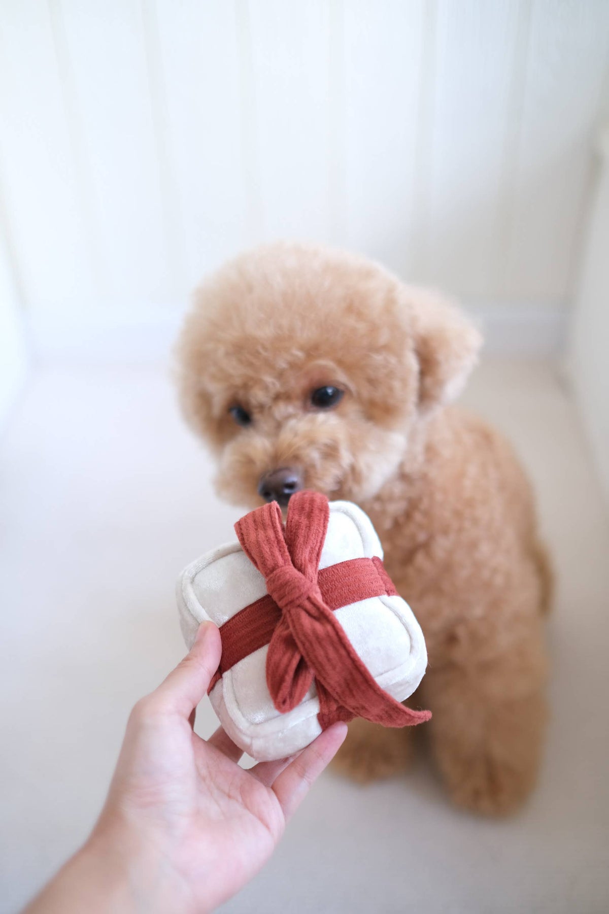 Christmas Present Dog Toy