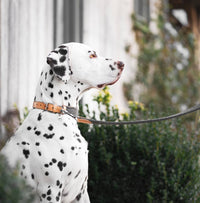 Herdwick Dog Collar