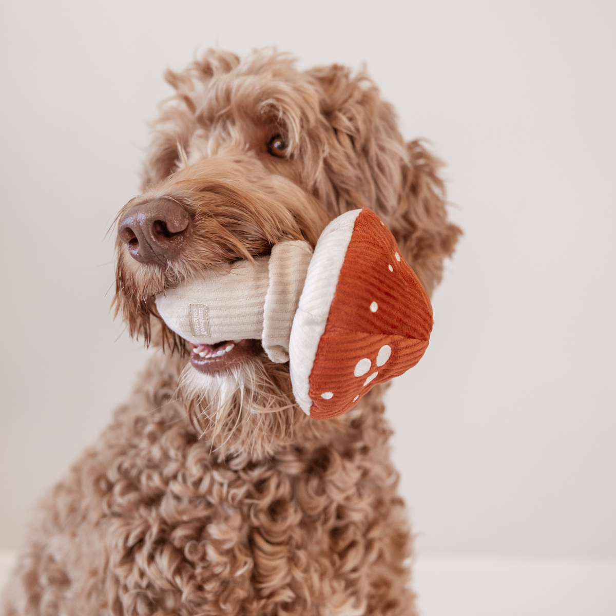 Shroom Dog Toy