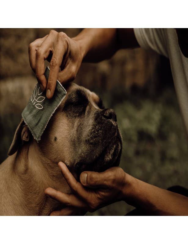 Dog and Cat Cleansing Lotion