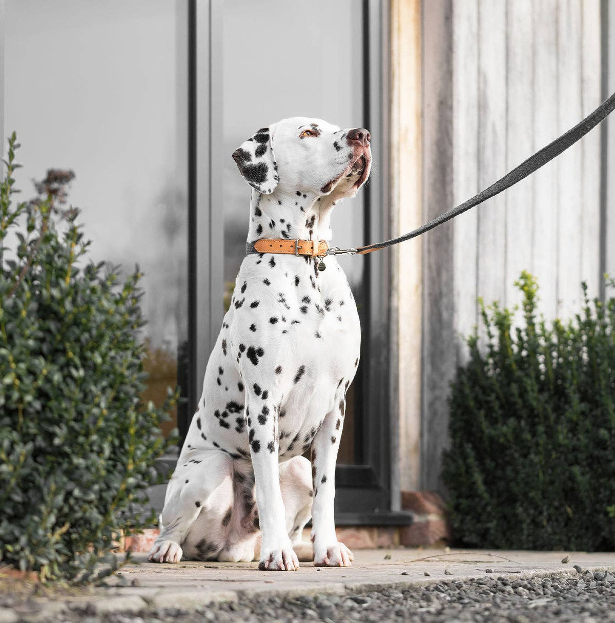 Herdwick Dog Collar